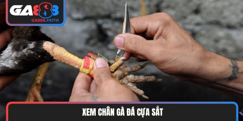 xem chân gà đá cựa sắt