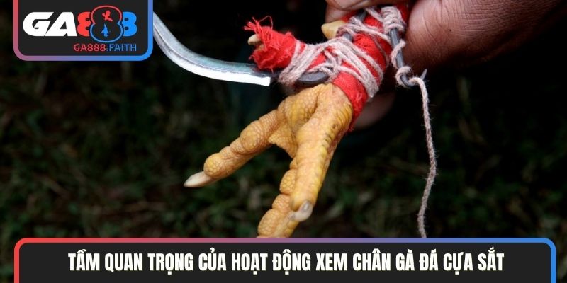 Tầm quan trọng của hoạt động xem chân gà đá cựa sắt