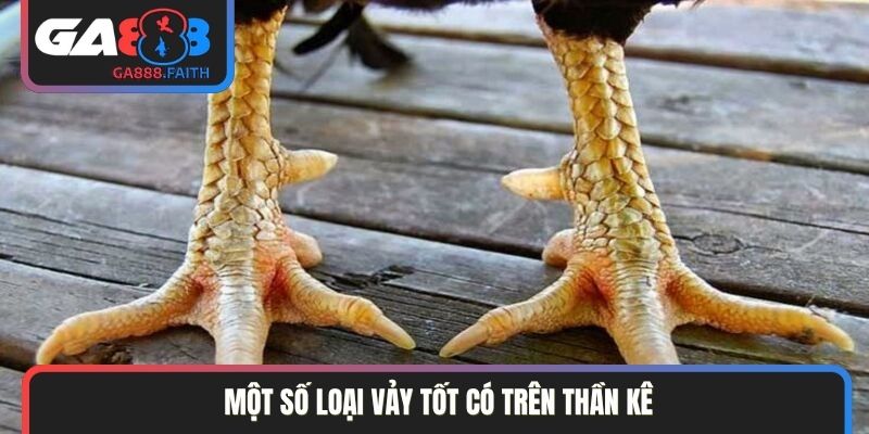 Một số loại vảy tốt có trên thần kê