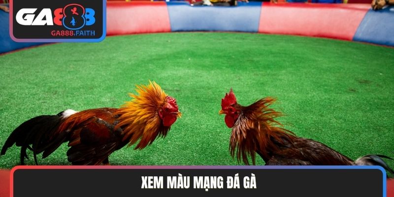 Xem màu mạng đá gà