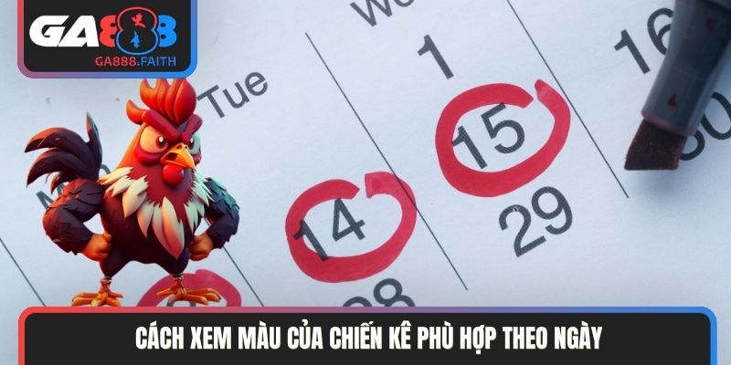 Cách xem màu của chiến kê phù hợp theo ngày