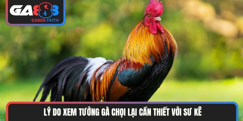 Lý do xem tướng gà chọi lại cần thiết với sư kê