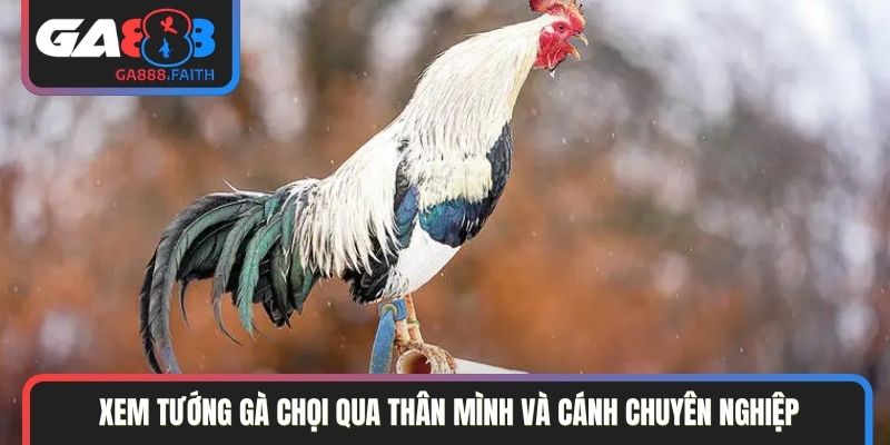 Xem tướng gà chọi qua thân mình và cánh chuyên nghiệp