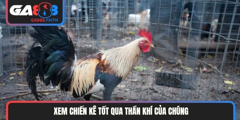 Xem chiến kê tốt qua thần khí của chúng