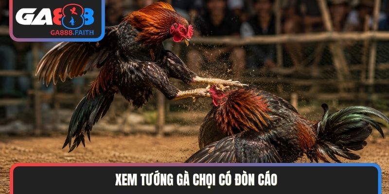 Xem tướng gà chọi có đòn cáo
