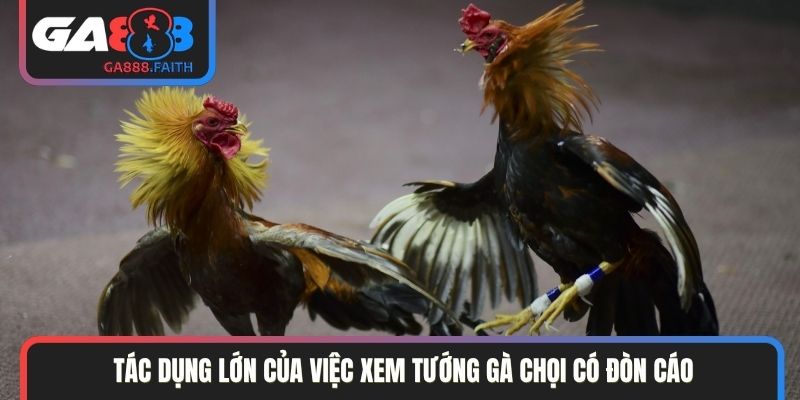 Tác dụng lớn của việc xem tướng gà chọi có đòn cáo