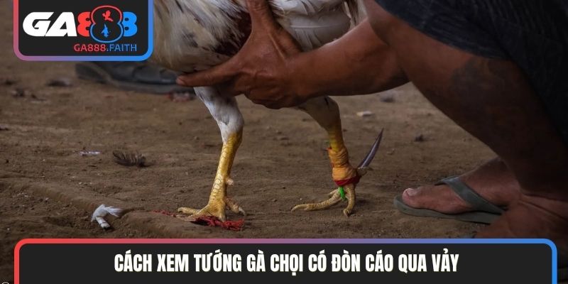 Cách xem tướng gà chọi có đòn cáo qua vảy
