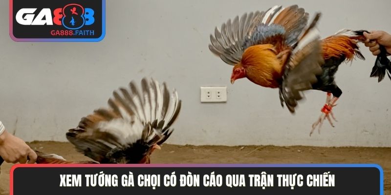 Xem tướng gà chọi có đòn cáo qua trận thực chiến